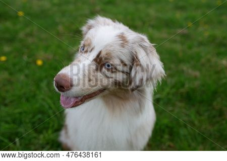 Close-up Of A Blue Merle Australian Shepherd Dog With Blue Eyes, Against A Blurred Background