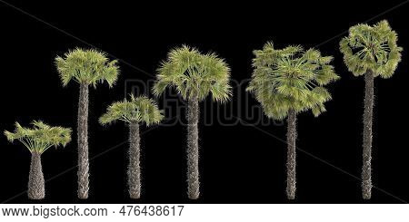 3d Illustration Of Set Trachycarpus Fortunei Plant Isolated On Black Background