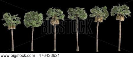 3d Illustration Of Set Sabal Palm Tree Isolated On Black Background