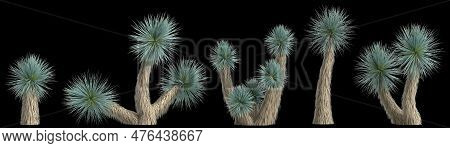 3d Illustration Of Set Yucca Rostrata Plant Isolated On Black Background