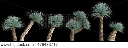 3d Illustration Of Set Yucca Rostrata Plant Isolated On Black Background