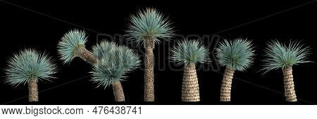 3d Illustration Of Set Yucca Rostrata Plant Isolated On Black Background