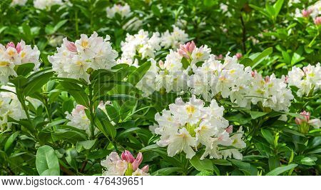 Light Pink Rhododendron Caucasicum On A Background Of Green Leaves