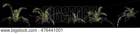 3d Illustration Of Set Fern Plant Isolated On Black Background