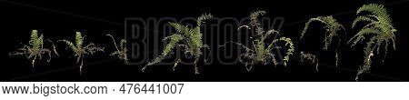 3d Illustration Of Set Fern Plant Isolated On Black Background