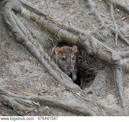 A Wild Rat Crawls Out Of A Hole In The Ground Under The Roots Of A Tree