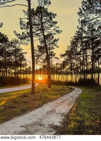 Sun Shining Over Road, Path, Walkway Through Pine Forest. Sunset Over The Trees Near The Atlantic Co