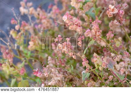 Inflorescence Of The Sorrel Rumex Cyprius