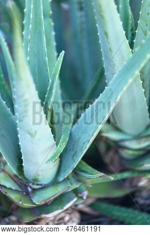 Aloe Vera Is A Succulent Plant Species Of The Genus Aloe.