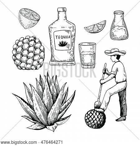 Hand Drawn Illustration In Engraving Retro Style. Tequila Bottle, Agave Plant And Root, Shot Glass A