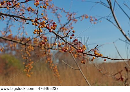 Colorful Berries In The Autumn Forest In Crabtree Nature Center In Illinois