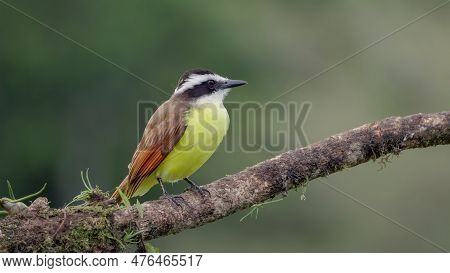 Great Kiskadee Perching On A Branch Looks Around