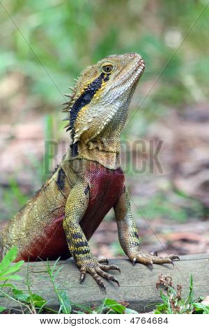 Vand Dragon firben