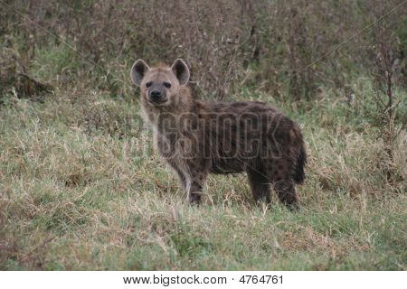 Hiéna - Ngorogoro természetvédelmi parkot.