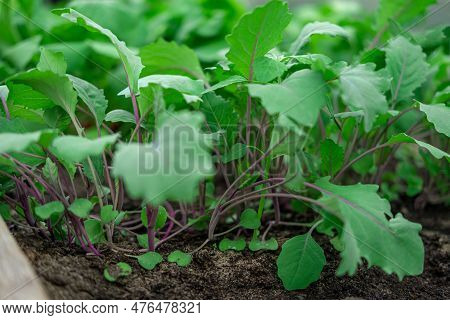 Green Kohlrabi Seedlings Growing In Garden Bed. Vegetable Greenhouse. Purple Kohlrabi Cabbage Young 