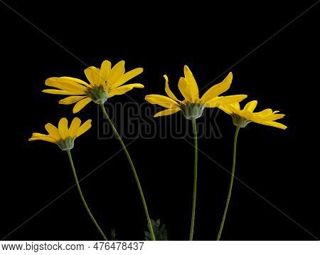 Group Of Yellow Flowers Of Eriophyllum Lanatum, Viguiera On A Black Isolated Background. Side View