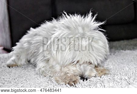 Close-up Of A Cute White Bichon Maltes Dog On A Fluffy Carpet In A House