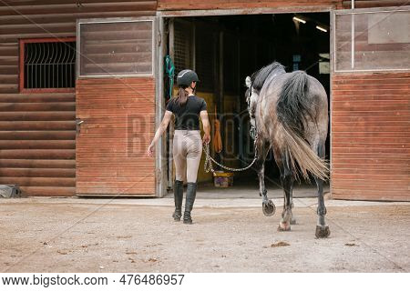 Female Rider In Equestrian Clothes Holding The Reins And Leading Her Beautiful Saddled Chestnut Hors