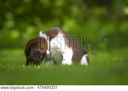 Cute Stabyhoun Puppy On A Green Lawn Near A Forest In The Spring