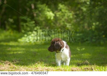 Cute Stabyhoun Puppy On A Green Lawn Near A Forest In The Spring