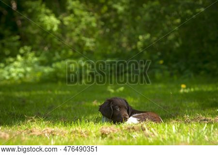 Cute Stabyhoun Puppy On A Green Lawn Near A Forest In The Spring