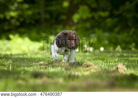 Cute Stabyhoun Puppy On A Green Lawn Near A Forest In The Spring