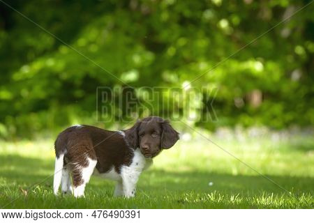 Cute Stabyhoun Puppy On A Green Lawn Near A Forest In The Spring