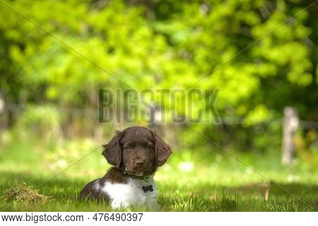 Cute Stabyhoun Puppy On A Green Lawn Near A Forest In The Spring