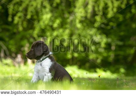 Cute Stabyhoun Puppy On A Green Lawn Near A Forest In The Spring