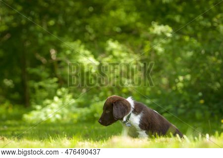 Cute Stabyhoun Puppy On A Green Lawn Near A Forest In The Spring