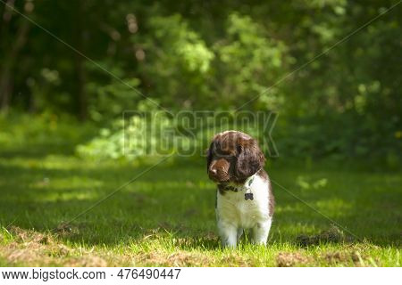 Cute Stabyhoun Puppy On A Green Lawn Near A Forest In The Spring