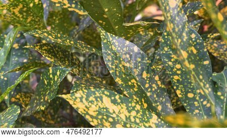 Gold Dust Aucuba Plant Green And Yellow Leaves. High Quality Photo