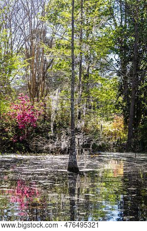 Low Angle View Over The Water Of A South Carolina Swamp With Tall Trees Rising And Reflections On Th