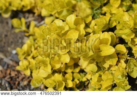 Golden Creeping Jenny Leaves In The Spring
