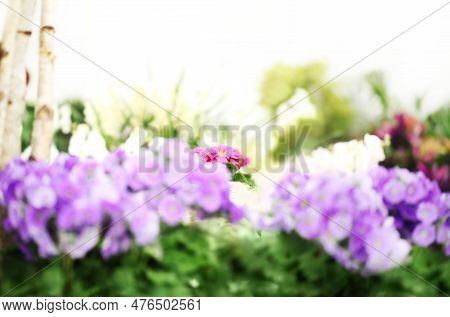 Flower Garden Background. Violets And Purple Primroses Blooming Springtime. Home Garden Flower Care.