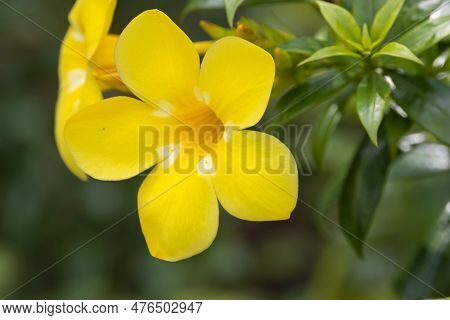 Flower Of A Bush Allamanda, Allamanda Schottii, A Species From South America.