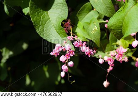 Flowers Of A Coral Vine Plant, Antigonon Leptopus