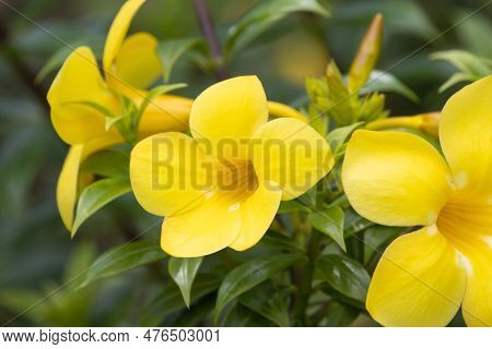 Flower Of A Bush Allamanda, Allamanda Schottii, A Species From South America.