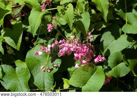 Flowers Of A Coral Vine Plant, Antigonon Leptopus