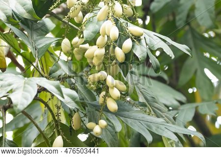 Leaves And Fruits Of An Aralidium Pinnatifidum Tree, A Species From Southeast Asia.