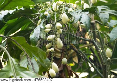 Leaves And Fruits Of An Aralidium Pinnatifidum Tree, A Species From Southeast Asia.