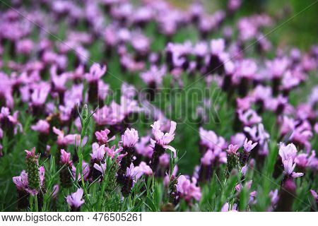 Fernleaf Lavender Or Jagged Lavender Or Pinnata Lavender,beautiful Purple Lavender Flowers Blooming 
