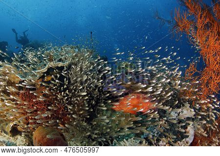 Colorful Coral Reef Teeming With Life. Gam, Raja Ampat, Indonesia