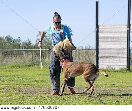 Young Belgian Shepherd Training In The Nature For Security
