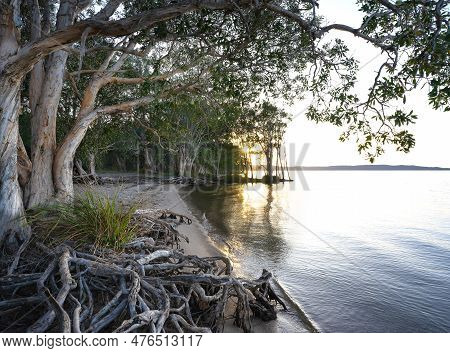 Morning Sunrise Over Lake Cootharaba, Noosa River, With Melaleuca Paperbark Trees Along The Sandy Sh