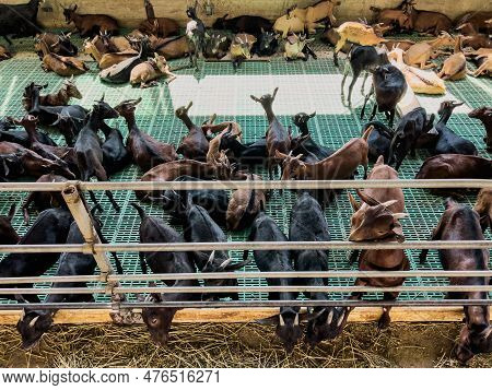 Goatlings Stick Out From Behind The Fence Eating Hay Against The Background Of Goatlings Resting On 