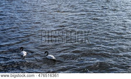 Beautiful Black-necked Swans Cygnus Melancoryphus  Swim In The Lake. Glare And Ripples On The Blue W