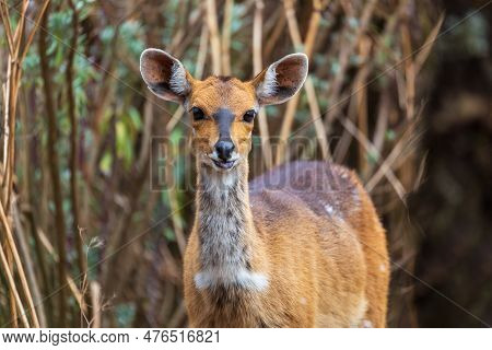 Female Of Rare Menelik Bushbuck, Endemic Tragelaphus Scriptus Meneliki, In Simien Mountains, Ethiopi