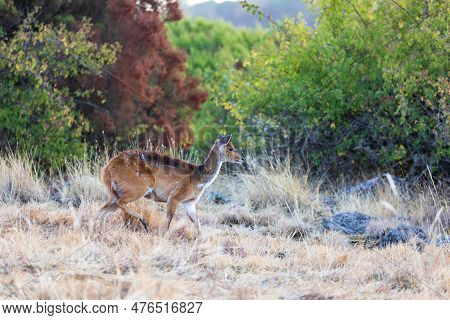 Female Of Rare Menelik Bushbuck, Endemic Tragelaphus Scriptus Meneliki, In Simien Mountains, Ethiopi