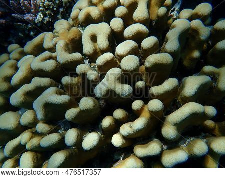 Stony Coral Knob Coral (goniastrea Stelligera. Previously Called Favia Stelligera) Undersea, Red Sea